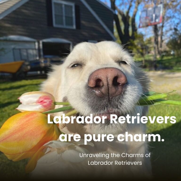 HIP Carla_ Unraveling the Charms of Labrador Retrievers